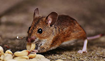 24 Hour & Emergency Exterminators in Grn Mountain, NC